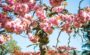 close up view of pink flowers on branches of sakur 2023 11 27 05 34 07 utc Novozámocký Majáles osvieži všedné mestské dni