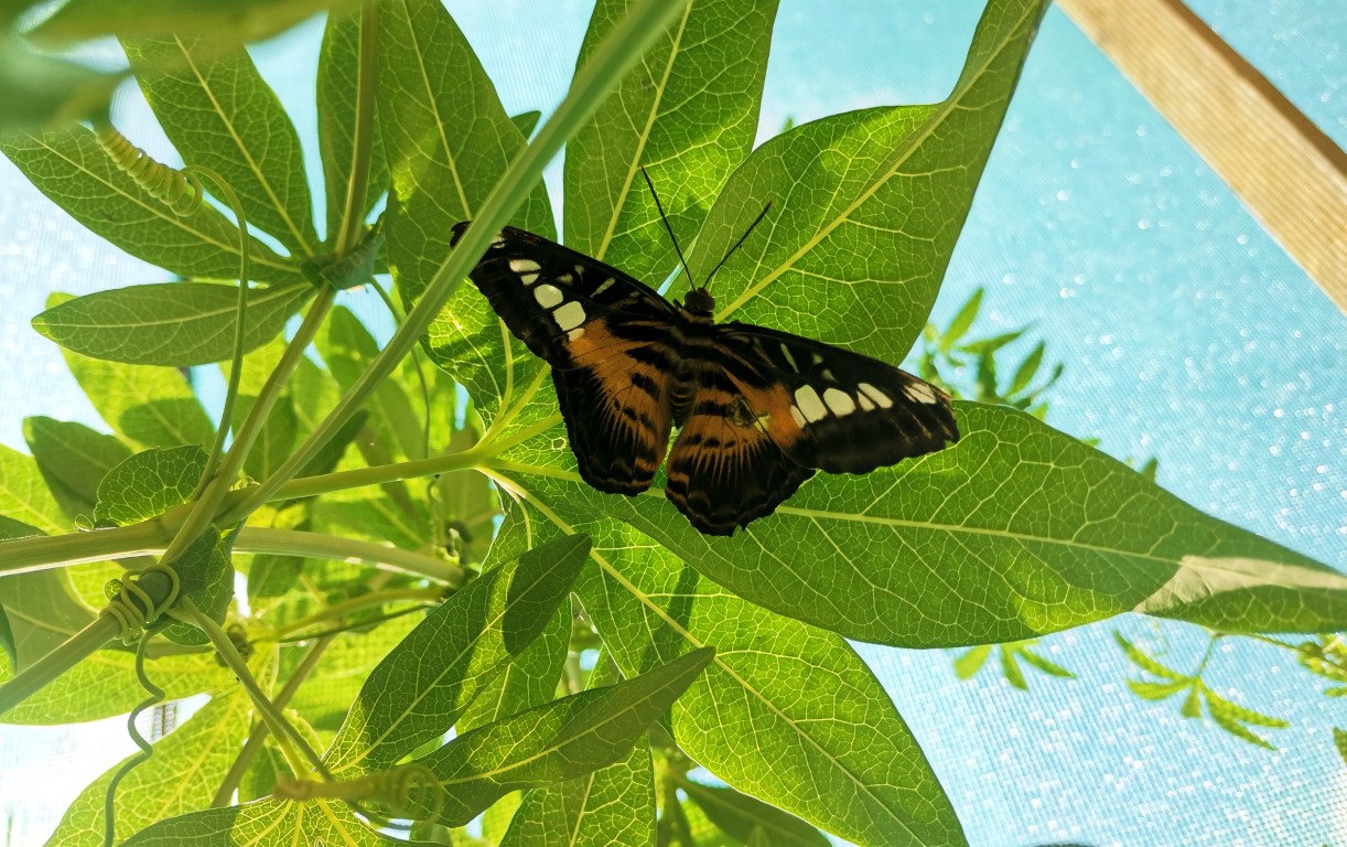 IMG 20220724 115650 1 Za hranicami Juhu: Krehká krása zo srdca prírody – nenechajte si ujsť návštevu Motýlej záhrady!