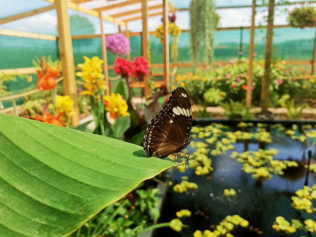 IMG 20220724 115703 Za hranicami Juhu: Krehká krása zo srdca prírody – nenechajte si ujsť návštevu Motýlej záhrady!