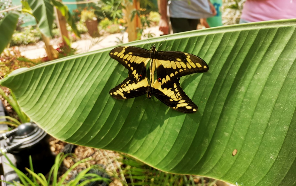 IMG 20220724 115752 Za hranicami Juhu: Krehká krása zo srdca prírody – nenechajte si ujsť návštevu Motýlej záhrady!