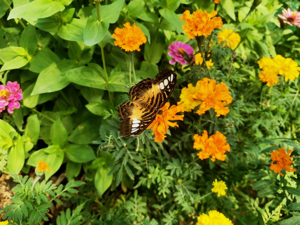 IMG 20220724 120253 Za hranicami Juhu: Krehká krása zo srdca prírody – nenechajte si ujsť návštevu Motýlej záhrady!
