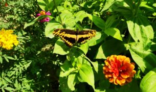 IMG 20220724 123644 Za hranicami Juhu: Krehká krása zo srdca prírody – nenechajte si ujsť návštevu Motýlej záhrady!