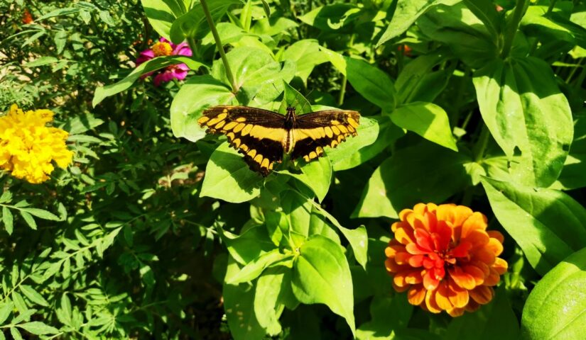 IMG 20220724 123644 Za hranicami Juhu: Krehká krása zo srdca prírody – nenechajte si ujsť návštevu Motýlej záhrady!