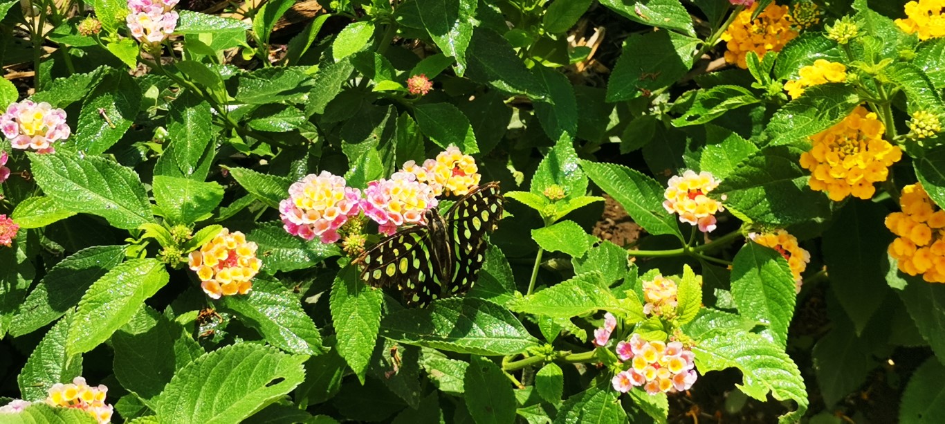 IMG 20220724 123755 Za hranicami Juhu: Krehká krása zo srdca prírody – nenechajte si ujsť návštevu Motýlej záhrady!