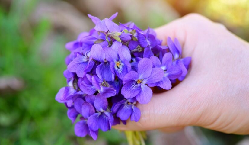 a bouquet of violets viola odorata in a female h 2021 08 26 18 28 14 utc Kvíz: Jar už klope na dvere! Ako dobre poznáte ročné obdobie plné kvetov a života?