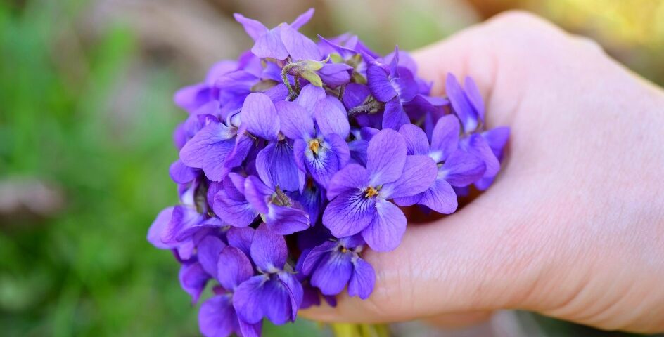 a bouquet of violets viola odorata in a female h 2021 08 26 18 28 14 utc Kvíz: Jar už klope na dvere! Ako dobre poznáte ročné obdobie plné kvetov a života?