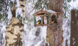 bird titmouse sits in a birdhouse in winter 2022 01 05 23 27 59 utc Vtáčie reštaurácie otvorili svoje brány – viete ako správne prikrmovať?