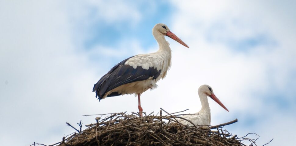 storks in the nest 2021 09 03 22 00 06 utc Za hranicami Juhu – Počuli ste už o týchto výnimočných dedinkách?