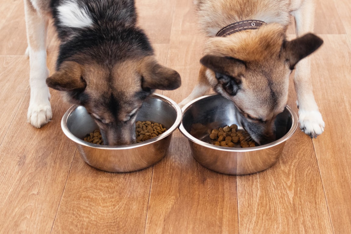 two brown white dogs are eating food from bowl fee 67DPW2W Chovateľské potreby z pohodlia domova? Premiumdog.sk je zárukou spokojnosti