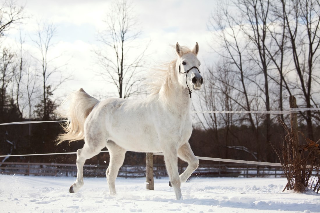 white horse standing on snow field 2022 05 25 23 32 36 utc 1 Za hranicami Juhu – Novembrové stridžie dni, liatie olova a advent za dverami