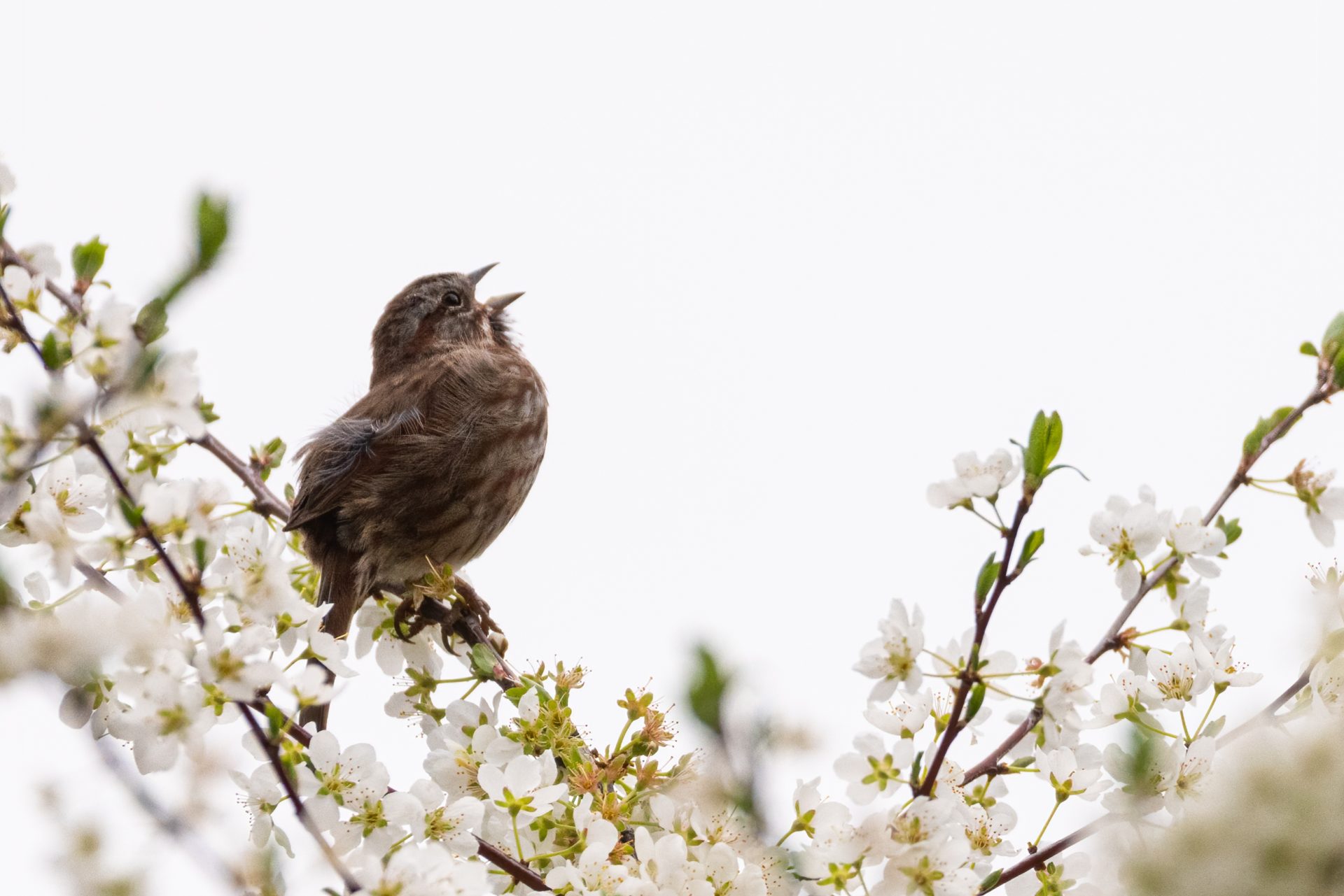 song bird on spring blossoms 2022 11 01 06 44 12 utc Kvíz: Jar už klope na dvere! Ako dobre poznáte ročné obdobie plné kvetov a života?