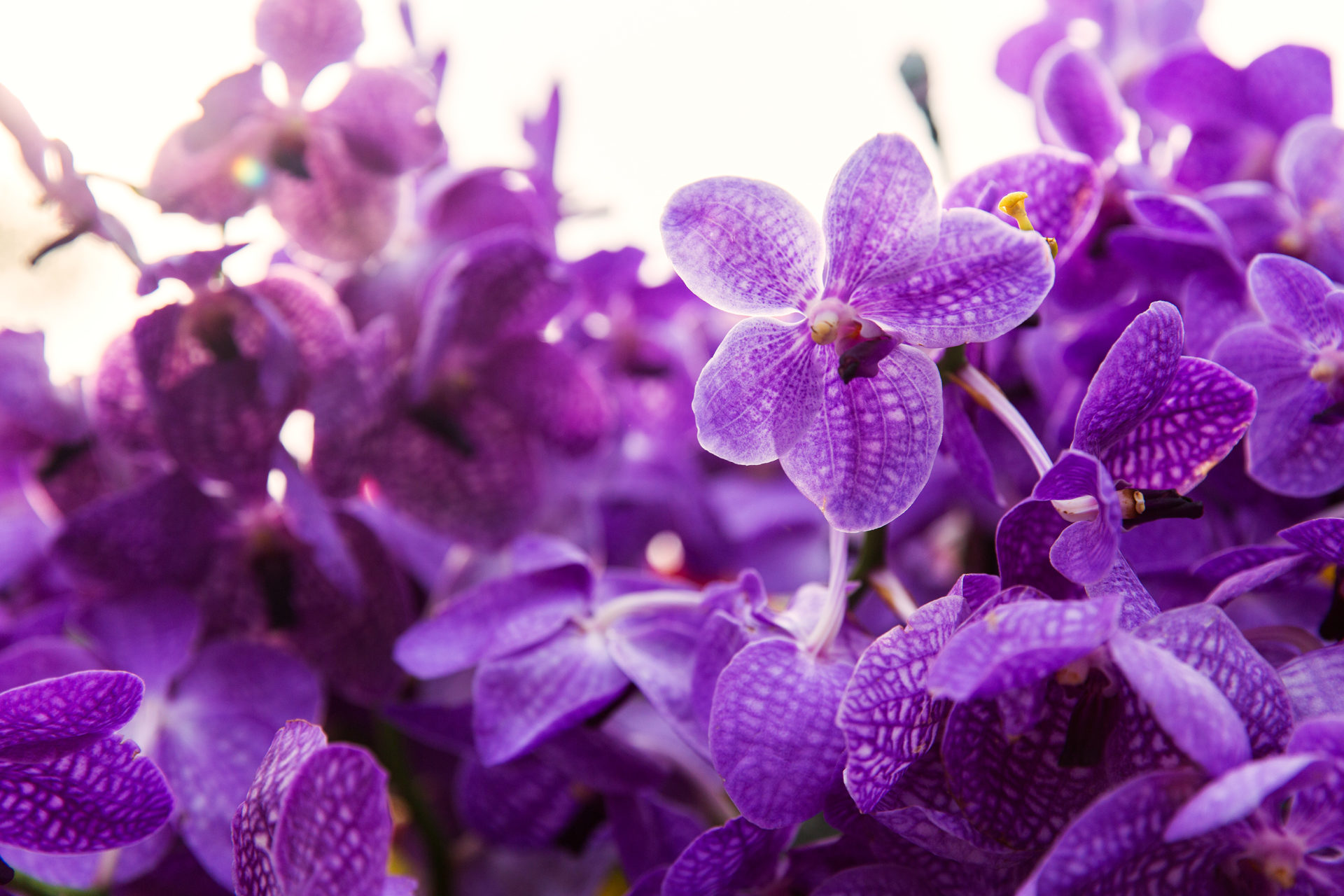 violet or purple ascocenda orchid flowers 2022 12 16 09 37 11 utc Kvíz: Jar už klope na dvere! Ako dobre poznáte ročné obdobie plné kvetov a života?