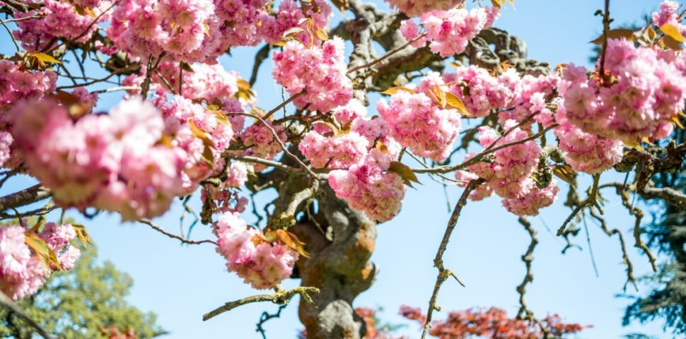 close up view of pink flowers on branches of sakur 2023 11 27 05 34 07 utc Novozámocký Majáles osvieži všedné mestské dni