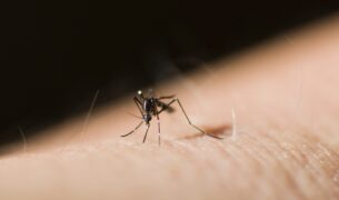 tiger mosquito 2023 11 27 05 25 32 utc Cez víkend prebiehalo postrekovanie proti komárom