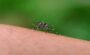 komar1 V meste bude prebiehať postrek proti komárom